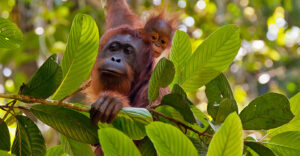 Asia-Pacific-Borneo-Wonders-1-orangutans