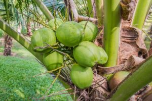 PELLETS DE SARMIENTO – Ecobrasa-Carbón de coco para barbacoas